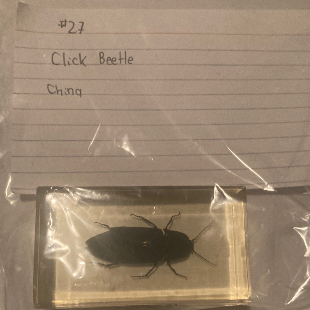 Click Beetle - China